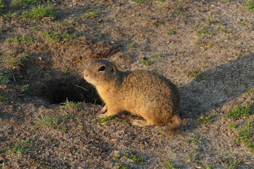 european suslik in sunset
