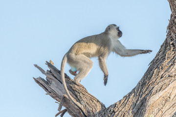 Vervet monkey in a dead tree