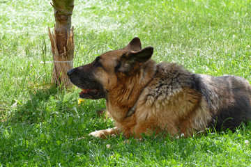 lazy wolf-dig in hot summer day