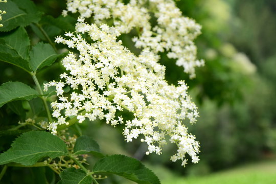 Holunder - Holunderbl&uuml;ten - Bl&uuml;ten