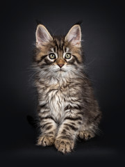 Obraz na płótnie Canvas Very cute black tabby Maine Coon cat kitten, sitting straight up facing front. Looking at camera. Isolated on black background.