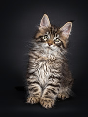 Fototapeta na wymiar Very cute black tabby Maine Coon cat kitten, sitting straight up facing front. Looking beside camera. Isolated on black background.