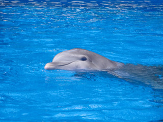 Naklejka premium dolphin resting in water