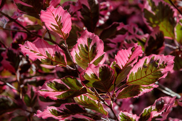 Tri-color beech, fagus sylvatica 'Argenteo Marginata', has striking leaf colors and mottled bark.