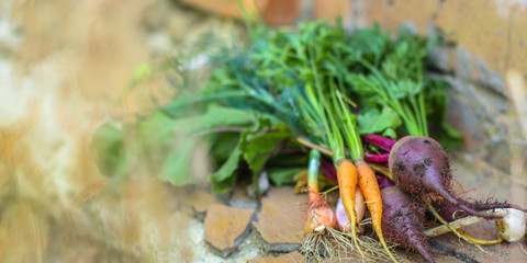 harvest vegetables (beets, carrots, onions, dill, garlic and more). top food background. copy space