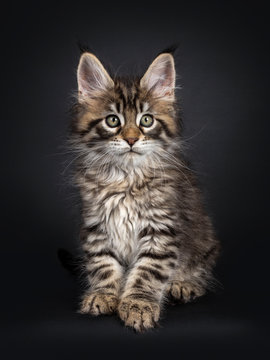 Very cute black tabby Maine Coon cat kitten, sitting straight up facing front. Looking at camera. Isolated on black background.