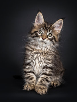 Very cute black tabby Maine Coon cat kitten, sitting straight up facing front. Looking beside camera. Isolated on black background.