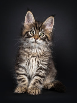 Very cute black tabby Maine Coon cat kitten, sitting straight up facing front. Looking at camera. Isolated on black background.