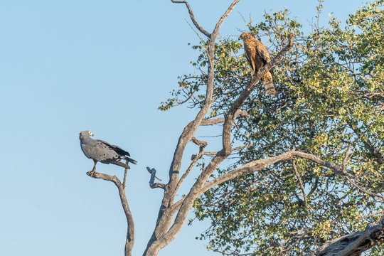Adult and immature african harrier-hawks