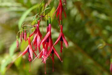 nice slim floret cultivar of fuchsia