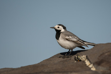 Stunning bird photo. White wagtail (Motacilla alba). Bird on the rock.