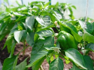 ripening of the Bulgarian pepper on bush in the greenhouse, greenhouse culture, growing non GMO food