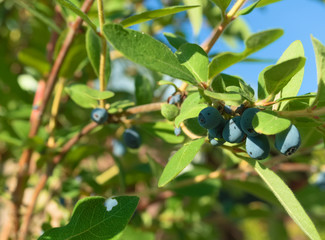 Ripe blue berries of honeysuckle on green leaves background in the garden, sunlit, closeup