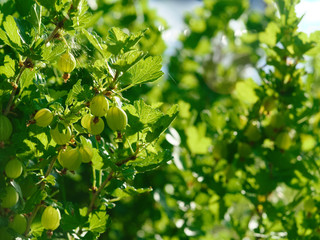 The ripening fruits of the gooseberry, the sun light. gooseberry berries. Copyspace