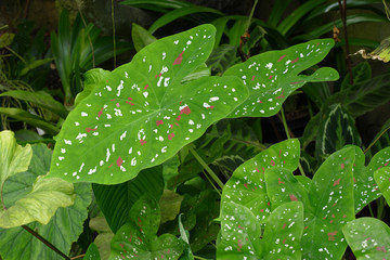 Fototapeta na wymiar rare dwarf caladium leafs