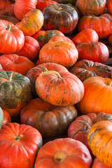 colorful gourds