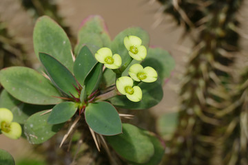nice euphorbia cultivar