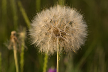 Tragopogon pratensis (common names Jack-go-to-bed-at-noon, meadow salsify, showy goat's-beard or meadow goat's-beard) is a distributed across Europe and North America.