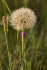 Fototapeta premium Tragopogon pratensis (common names Jack-go-to-bed-at-noon, meadow salsify, showy goat's-beard or meadow goat's-beard) is a distributed across Europe and North America.