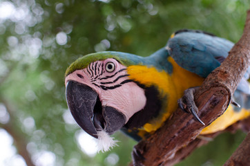 Guacamaya azul y amarillo close up