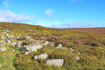 Fototapeta na wymiar Rocks and heather in the Brecon Beacons