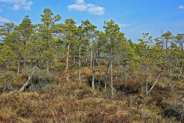 Great Ķemeri Bog in Ķemeri National Park in Latvia