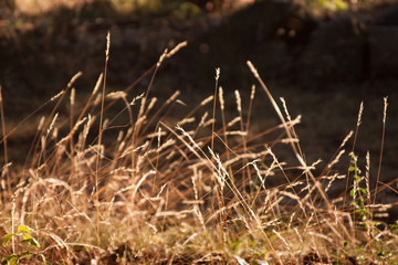 Sunlit grass