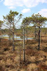 Fototapeta na wymiar Great Ķemeri Bog in Ķemeri National Park in Latvia