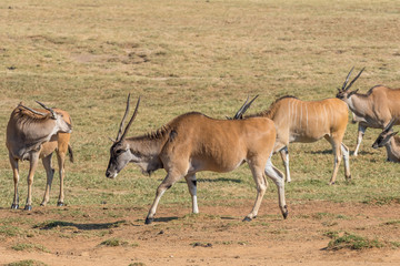 Naklejka na ściany i meble Common eland walking from right to left