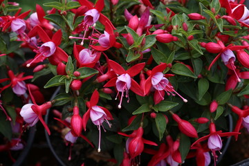 Fuchsia flowers in the garden, Beautiful fuchsia magellanica flower.