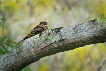 Large-tailed Nightjar - Caprimulgus macrurus nightjar in the family Caprimulgidae, found along the southern Himalayan foothills, eastern South Asia, Southeast Asia and northern Australia