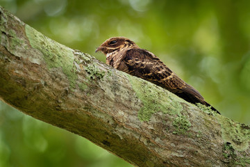 Large-tailed Nightjar - Caprimulgus macrurus nightjar in the family Caprimulgidae, found along the southern Himalayan foothills, eastern South Asia, Southeast Asia and northern Australia