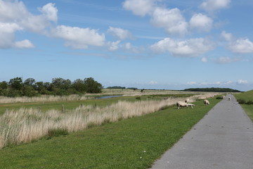 Naturlandschaft auf der Nordseeinsel Föhr