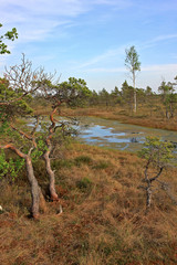 Great Kemeri Bog in Kemeri National Park in Latvia