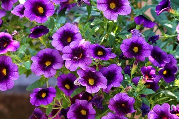 Blumenbusch mit violetten Petunien