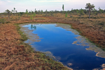 Great Kemeri Bog in Kemeri National Park in Latvia