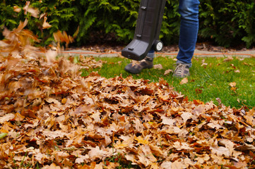 Cleaning the leaves with a blower. Autumn work in the garden.