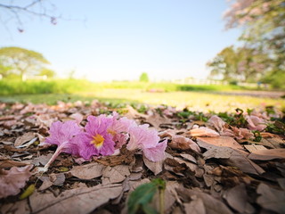 Pink flowers fall on the ground, dry leaves in the garden