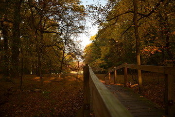 evening forrest fall during the fall at Ville Forge - Philadelphia, PA