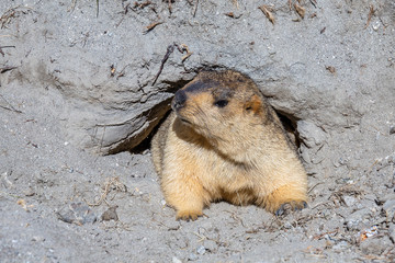 Funny marmot peeking out of a burrow in Himalayas mountain, Ladakh, India. Nature and travel concept