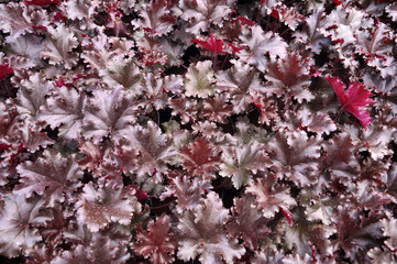Heucherella, an extremely popular, evergreen garden plant. Heucherella and Tiarella crossword. It occurs in many colors and shapes of leaves.