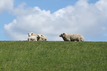 Schafe auf dem Deich auf der Nordseeinsel Föhr