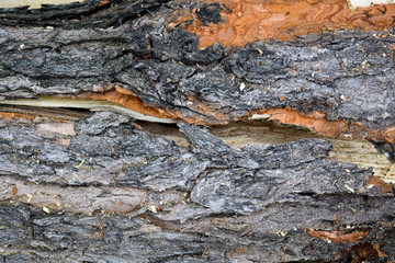Wood texture