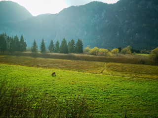 Green field with mountain background 
