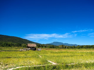  Hut is located on the rice field. Behind it is a green mountain. Against the deep blue sky