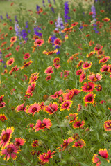 Blanketflower group delphinium