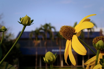 wild sunflower in the garden