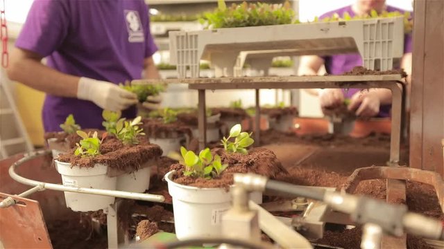 People plant young plants in pots, people plant plants in pots on a conveyor belt