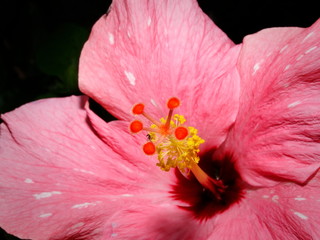 inside pink flower