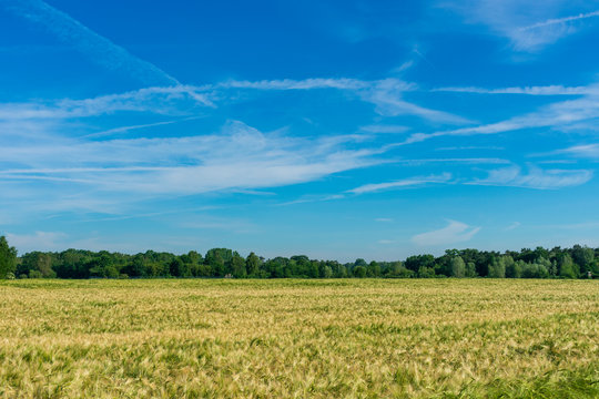 Bauernschaft mit einem Sommerweizen Feld. Standort: Deutschland, Nordrhein-Westfalen, Borken
